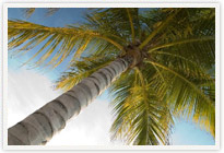 Aruba Vacation Timeshare > Aruba Plam Tree